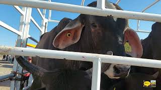 MERCADO DE ANIMALESAMAYUCAN MORELOSTOROSBORREGOSVACAS Y CHIVOS DE BUENA RAZA A BUENOS PRECIOS [upl. by Nnayelhsa]