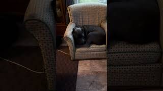 Cane corso in a small chair [upl. by Melcher]