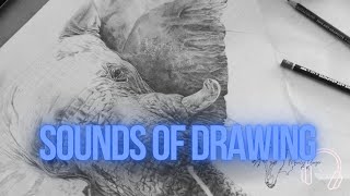 Sound of Drawing  Ep 7  Elephant in Graphite Pencil [upl. by Gustaf]