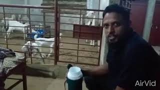 How to Do CCP Vaccine For Goat Contagious Caprine Pleuropneumonia Vaccination [upl. by Nicodemus]