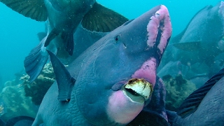 Feeding Humphead Parrotfish  Blue Planet  BBC Earth [upl. by Sivehc]