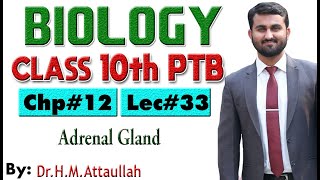 Adrenal gland  Chapter  12  Biology Class 10th  Lec 33 [upl. by Einnig]