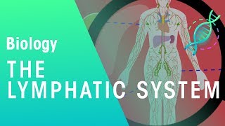 The Lymphatic System  Health  Biology  FuseSchool [upl. by Aeriela]