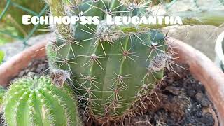 Cactus 🌵 Echinopsis Leucantha Кактус эхинопсис [upl. by Lramaj954]