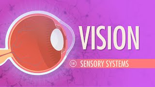 Vision Crash Course Anatomy amp Physiology 18 [upl. by Adnilak928]