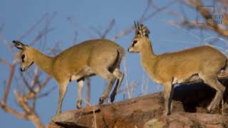 Interesting facts about klipspringer by weird square [upl. by Lyj247]