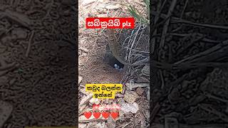 කටුස්සා AllAnimaksShorts A common lizard in dry regions 😌😌😌😌 [upl. by Margarida]