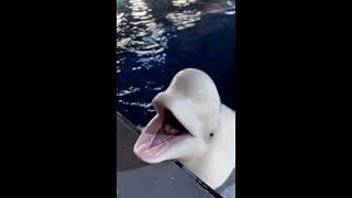 Beluga whale talking sounds a beluga whale makes how beluga whale communicates🐬 🌊beluga whale [upl. by Torbart]