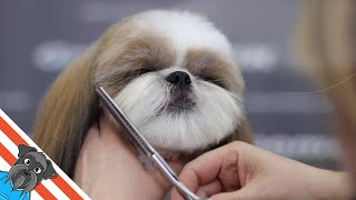 A beautiful haircuts shih tzu  How to groom shih tzu [upl. by Herschel688]