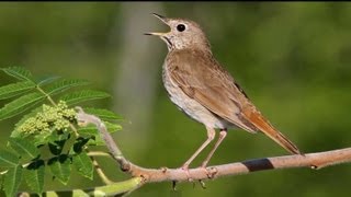 Hermit Thrush Singing [upl. by Akemat]