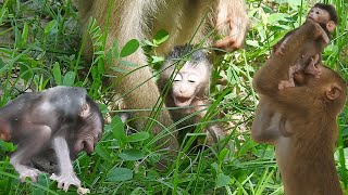 Poor Baby Monkey Cry Baby Try To Call Malika Mom For Help To Rescue Now He Is Weak amp Need Milk [upl. by Nattie]