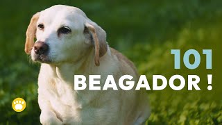 Beagador BeagleLabrador mix 101 [upl. by Eilliw]