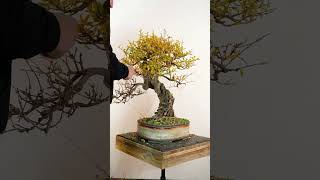 Deciduous bonsai bonsai bonsaitechniques [upl. by Cinom]