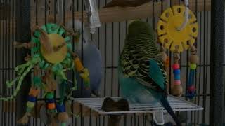 Budgies Moriarty amp Frediano chatting 20230813 150318 [upl. by Ahtnicaj]