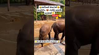 Rosa Batiththi Mangala Denex ytshorts short trending Song Tiktok shortvideo Elephant 🤓😂 [upl. by Aleciram]