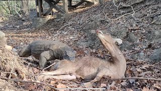 How Komodo Hunts Wild Deer Komodo Information [upl. by Dnalloh]