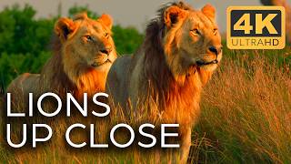 Lions Fight for Territory  Roar of the Wild Ep 2  4K UHD Documentary [upl. by Jena182]