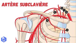 Artère Subclavière  Anatomie Descriptive et Syndrome du Vol de sang subclavier [upl. by Anem]