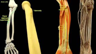 Osteology of the radius [upl. by Llenyt718]