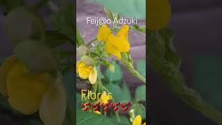 Feijão Adzuki em floração Vigna umbellata Rice bean shorts agronegócio vignaumbellata [upl. by Aicilef]