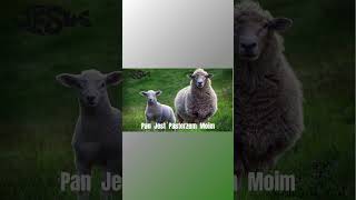 Pan Jest Pasterzem Moim Psalm23 [upl. by Nnaeoj311]