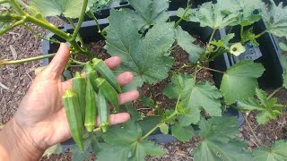 Growing Okra from seeds with all updates [upl. by Aicened]