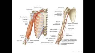 Anatomy   Brachial Artery [upl. by Tadashi]