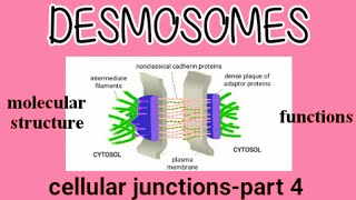 Molecular Structure and Functions of Desmosomes  Cell Junction  AM Biologie Notes [upl. by Ahsenac]