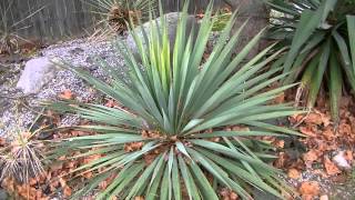 Yucca filamentosa x rostrata hybrid update [upl. by Havener329]