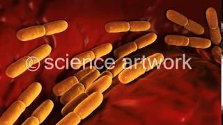 Lactobacillus Bulgaricus Bacteria stock video from science artwork [upl. by Mauricio558]