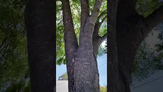 A beautiful Claret Ash Tree Fraxinus angustifolia subsp oxycarpa in Armidale [upl. by Aelhsa]