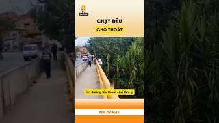 Chạy đâu cho thoát 🤣 tingihay [upl. by Ynnub]