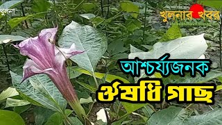 ২৫০০ প্রকারের ঔষধি গাছের বাগান  জানুন কোন রোগের কি গাছ  2500 types of medicinal plants [upl. by Notsyrb232]