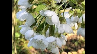 Cerisier Prunus cerasus Bigarreau Napoléon Les fleurs à fleur de peau [upl. by Alimhaj]