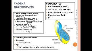 Cadena Respiratoria y Fosforilación Oxidativa [upl. by Shepley535]