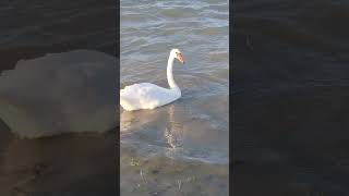 Beautiful Swan on the Black Sea at Mangalia Beach Romania [upl. by Loydie79]