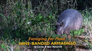 Nine Banded Armadillo Foraging [upl. by Healy789]