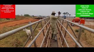 How to design and set up a standard cattle feedlot and how to feed animals [upl. by Uon]