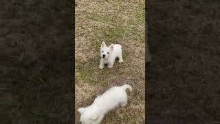 Westies Puppies playing in outside [upl. by Nowaj31]