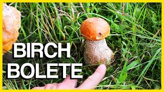 Birch Bolete Mushroom  Identification and Cooking [upl. by Halludba625]