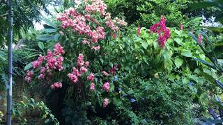 Stunning Flowers  Mussaenda Blue Plumbago and Brazilian Cloak [upl. by Valencia]