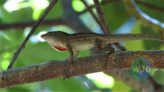 Brown anole Part 1 displays amp fighting [upl. by Adamik853]