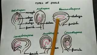 Types of ovule in Tamil class 12 Botany [upl. by Alilahk]