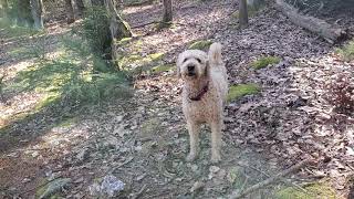 Farfel the Goldendoodle barking [upl. by Deibel]