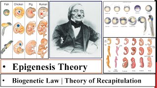 Epigenesis Theory  BiogeneticRecapitulation theory  E Von Baer Law History of Develop Bio P2 [upl. by Lamson]