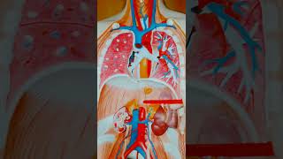 brachiocephalic artery  anatomy aortic heart anatomy [upl. by Podvin]