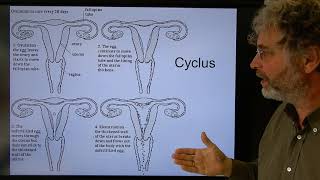 Biologie HV BB Eicellen en bevruchting [upl. by Riegel]