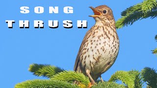 SONG THRUSH bird sounds and nest [upl. by Genovera]