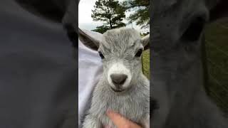 baby goat screaming [upl. by Sorcim66]