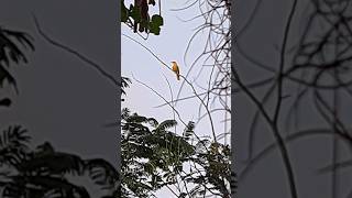 blacknaped oriole call Backyard Tree [upl. by Galligan967]